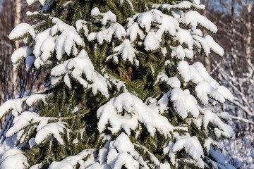Blue spruce, winter spruce branch, branch in the snow