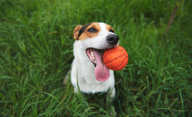 Funny Jack Russell Terrier dog with a toy ball in his teeth