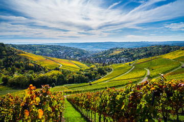 Germany, Autumn mood in vineyard nature landscape in warm evening sunlight, beautiful view over...