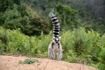 Ring tailed lemur. Madagascar. Africa © Vladislav