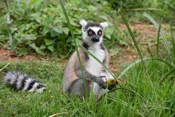 Obraz premium Ring tailed lemur. Madagascar. Africa