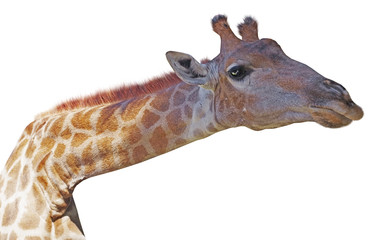 Giraffe head face isolated on white