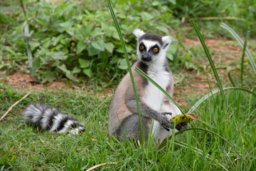 Ring tailed lemur. Madagascar. Africa