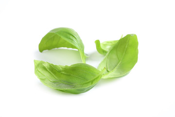 Fresh green basil leaves isolated on white