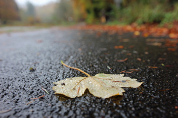 Maple leaf on wet path after rain