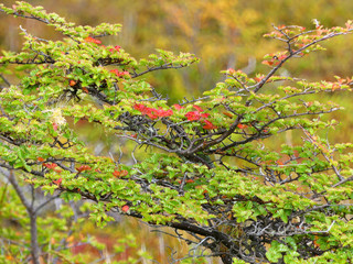 Feuilles d'automne - Parc de la Terre de Feu