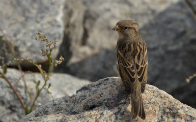 Sparrow sits in large stone