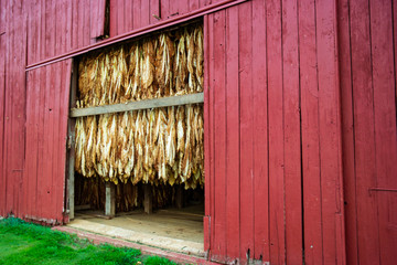 Tobacco Hanging  in Barn
