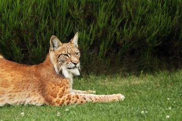 Fototapeta premium The Eurasian lynx (Lynx lynx) lying in front of the forest.
