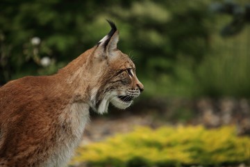 The Eurasian lynx (Lynx lynx) staying in front of the forest in yellow flowers.