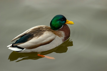 Obraz premium Wild ducks afloat at a pond.