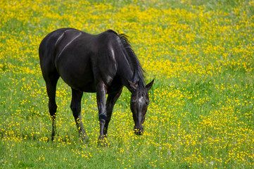 Horse pasture. Klintsevo village. Russia