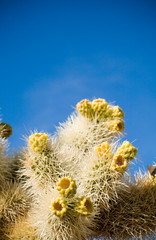 cholla cactus