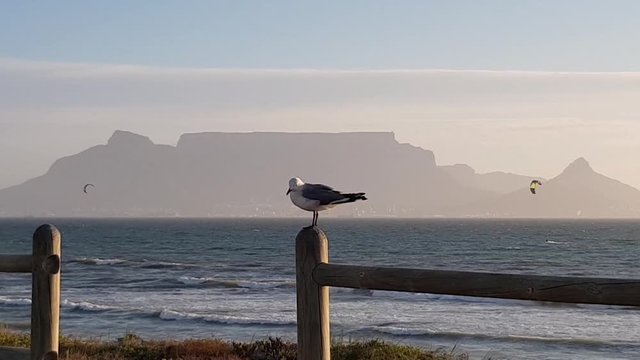 Lone seagull bird standing on wood fence in wind. Table Mountain and Cape Town in background. Blue ocean waves rolling in on beach. Kitesurfers busy kitesurfing on sea waves in windy Cape Town.