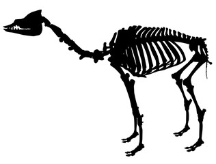 silhouette skeleton of a camel vector