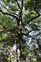 Colossal and Majestic trees in the forest