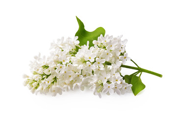 Branch of white lilac flowers with green leaf isolated on white background.