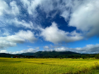 green field and blue sky