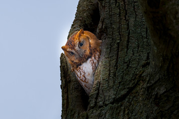 Closeup of a Screech Owl peering from a tree cavity.