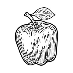 Vintage retro fresh apple isolated vector illustration on a white background. Design element.