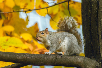 squirrel on a tree in parco del Valentino Turin Italy