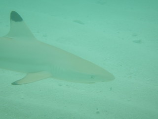 Naklejka premium Hai