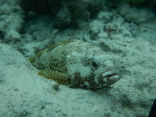 Fisch