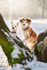 A West Highland White Terrier and a mixed-breed dog standing against a knobby tree trunk in a snowy winter landscape   