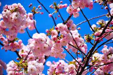 Japanese Cherry Blossoms on a Clear Sunny Day, near Mt Fuji, Japan