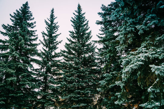 Evergreen trees in winter © AnnaPa