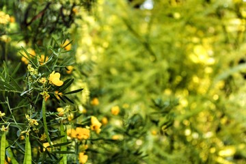 Obraz na płótnie Canvas Ranunculus yellow flowers in the garden under the sun