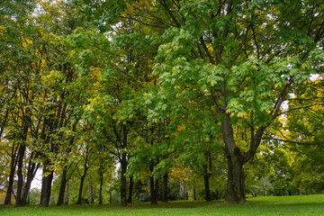 Fototapeta premium Trees in Autumn city park