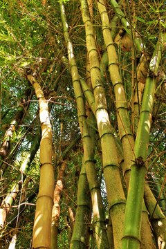 Bambusoideae Green Bamboo Trunks In The Garden
