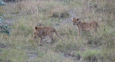 Lion cubs in Massai Mara