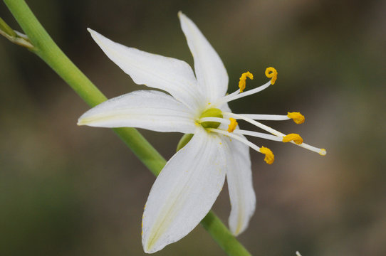 Anthericum liliago St Bernards lily lovely white flower of the family Liliaceae with cerulean-like petals