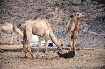 Dromadaires ( Hurghada -Égypte)