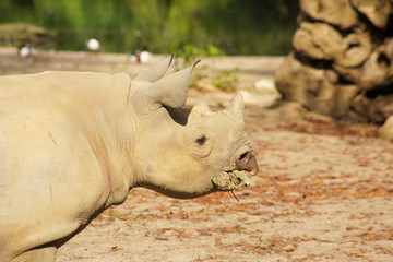 A Rhinoceros eating leaves