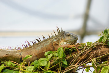 A colorful Chameleon in a terrarium	