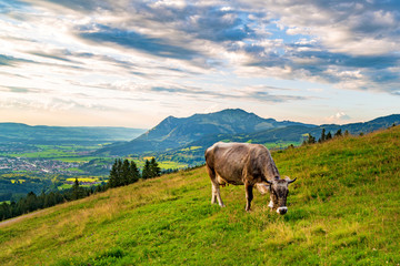 Allgäu - Kuh - Hörner - Grünten - Alpen