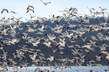 A large flock of Snow Geese circle a lake during the spring migration.