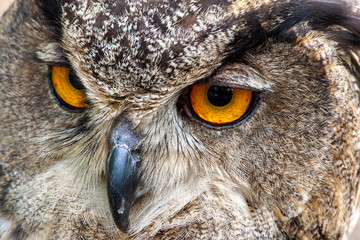 Naklejka premium close up portrait of an eurasian eagle owl