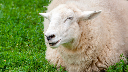 Naklejka na ściany i meble portrait of a ewe napping in a field