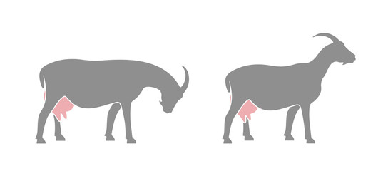 Goat logo. Isolated goat on white background