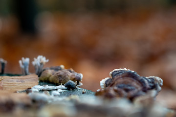 Jede Jahreszeit birgt ihre besonderen Schätze