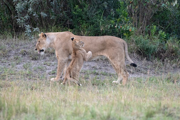 Lion cub with lioness