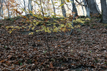 A small, thin tree with yellow leaves, and around huge trees without leaves