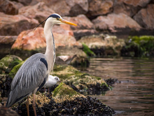 stork on a sea shore
