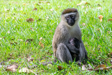 Vervet monkey (Chlorocebus pygerythrus) with newborn baby, Entebbe, Uganda