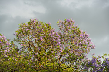A blue Jacaranda tree (Jacaranda mimosifolia) in flower with indigo flowers on display against a...