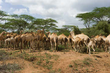 Fototapeta na wymiar A herd of camels (Camelus dromedarius) standing by Acacia trees, Kajiado County, Kenya